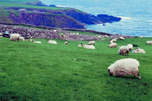 Grazing sheep on the Irish countryside